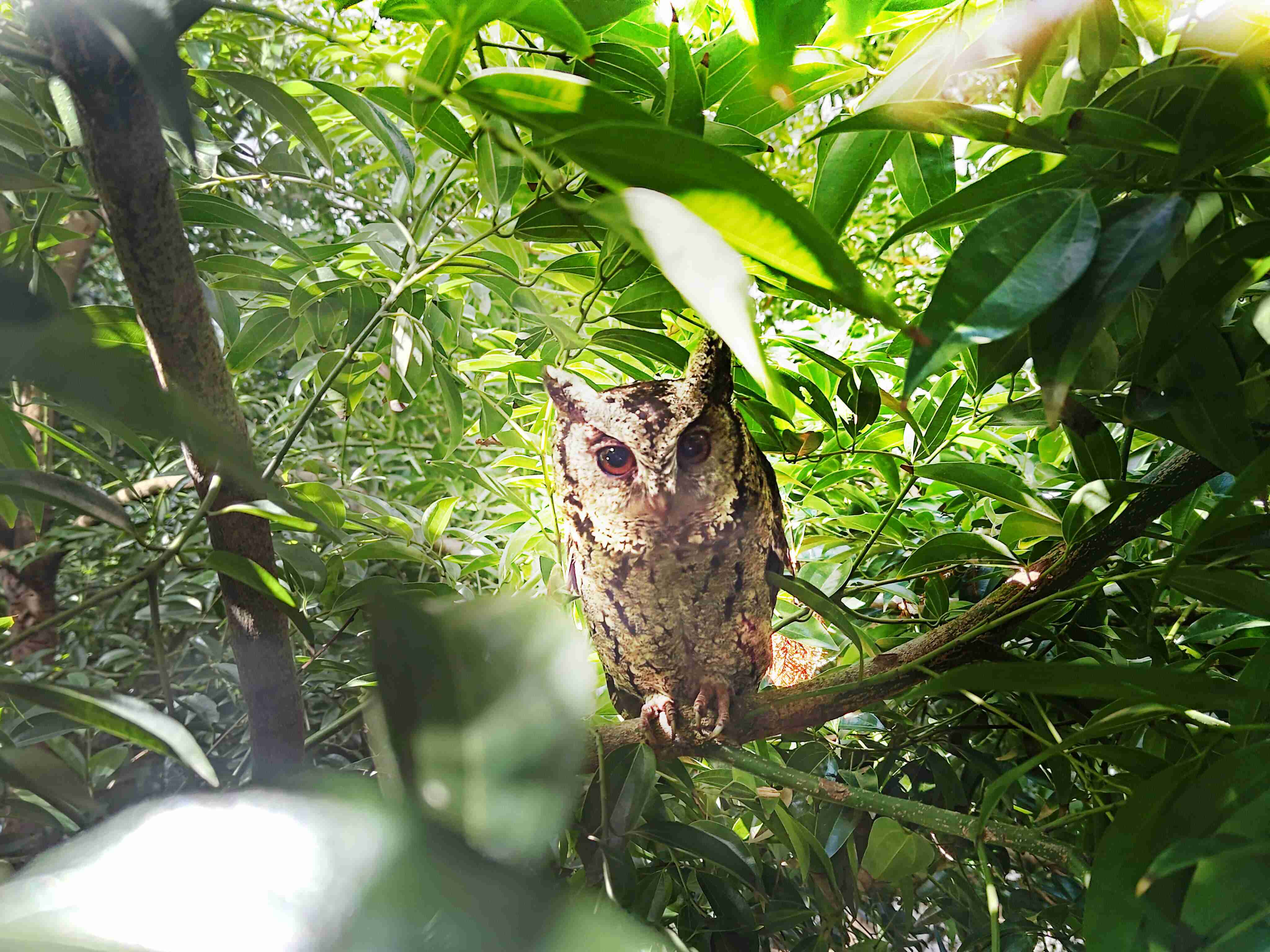 欧陆注册致力提倡净零绿生活，，16年以来在全球各厂区植树逾百万棵，，，，造就各厂区树木蔚然成林，，犹如森林工厂，，，，成为许多生物的栖息地